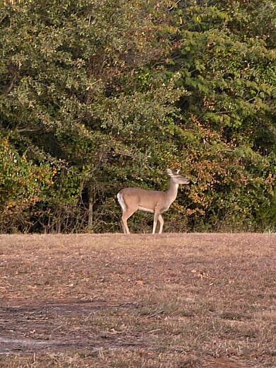 Doe In Safe Zone